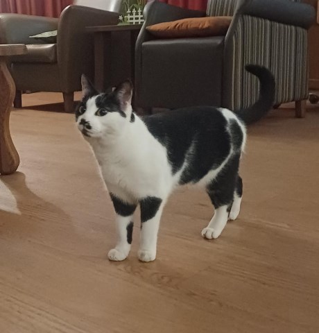 Kat Europese korthaar of huiskat