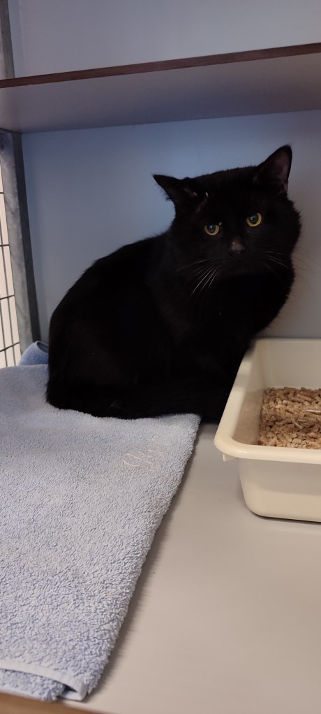 Kat Europese korthaar of huiskat