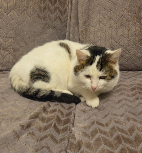 Kat Europese korthaar of huiskat