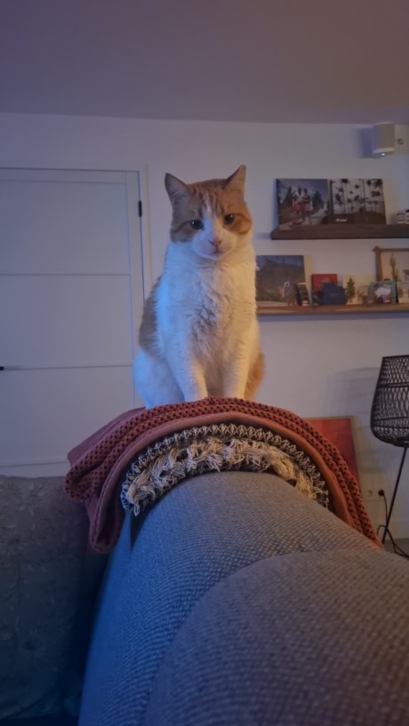 Kat Europese korthaar of huiskat