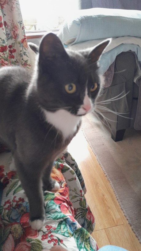 Kat Europese korthaar of huiskat