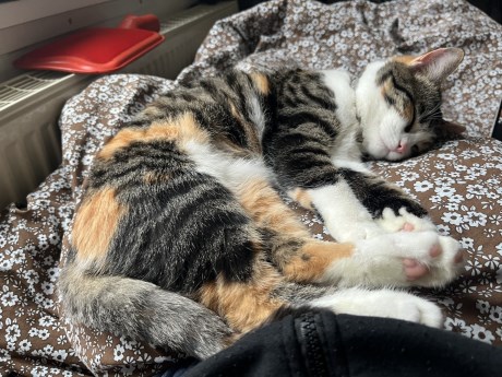 Kat Europese korthaar of huiskat