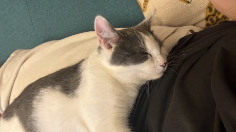 Kat Europese korthaar of huiskat