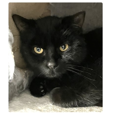 Kat Europese korthaar of huiskat