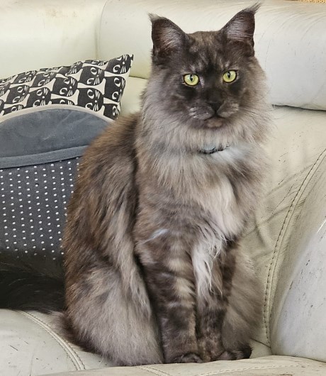 Kat Maine Coon