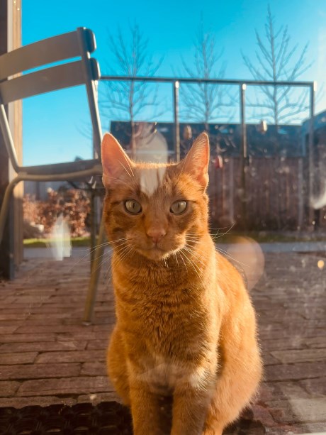 Kat Europese korthaar of huiskat