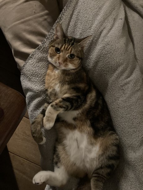 Kat Europese korthaar of huiskat