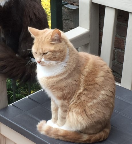 Kat Europese korthaar of huiskat