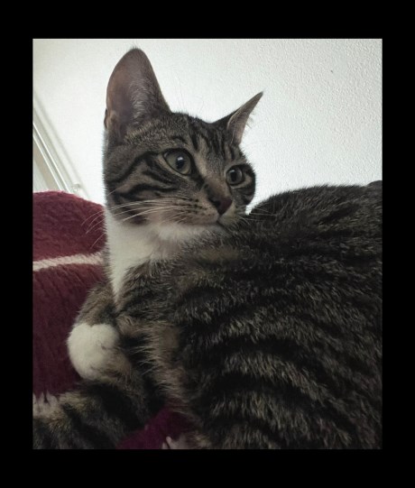 Kat Europese korthaar of huiskat