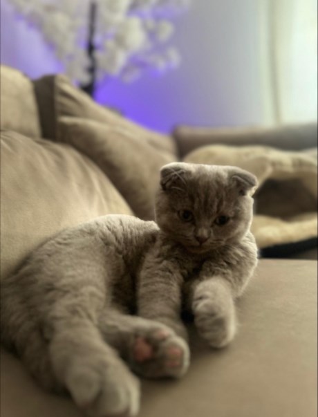 Kat Scottish Fold