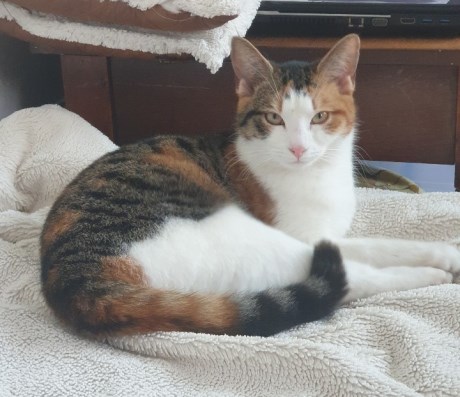 Kat Europese korthaar of huiskat