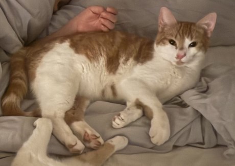 Kat Europese korthaar of huiskat