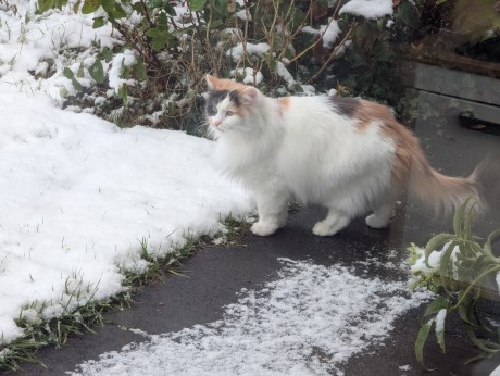 Kat Boskat/Siberisch