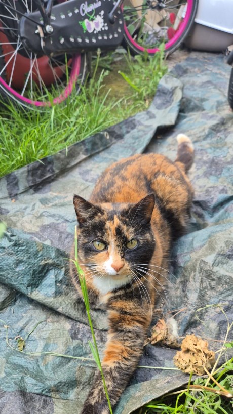 Kat Europese korthaar of huiskat