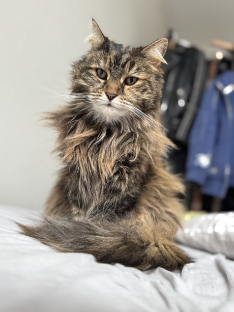 Kat Maine Coon