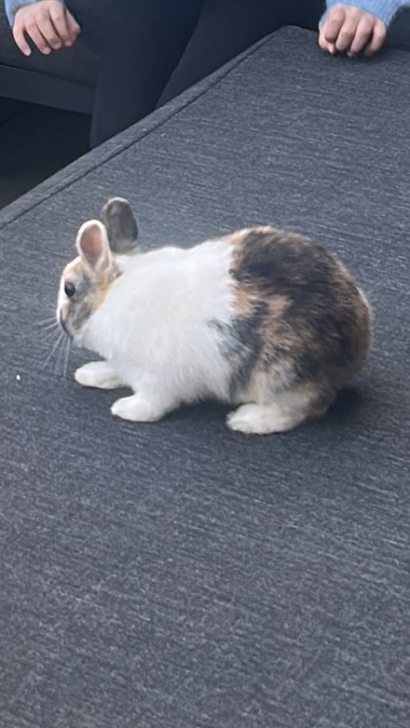 Knaagdier / Haasachtige Konijn