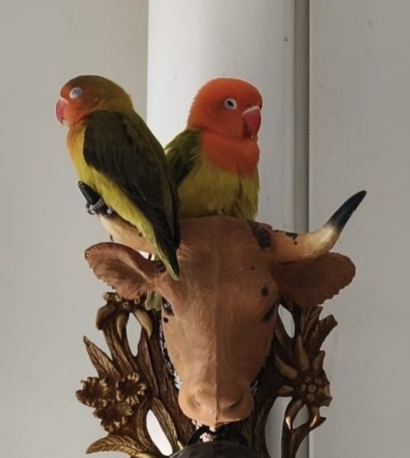 Vogel (Dwerg-)papegaai