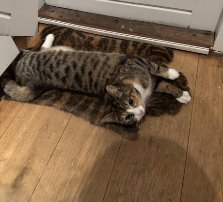 Kat Europese korthaar of huiskat