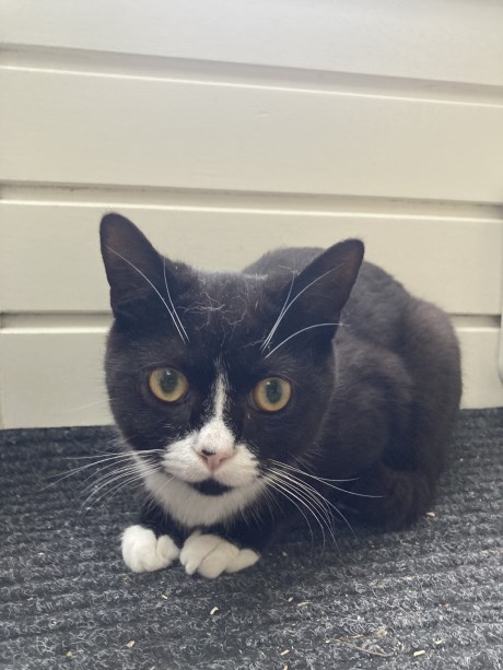 Kat Europese korthaar of huiskat