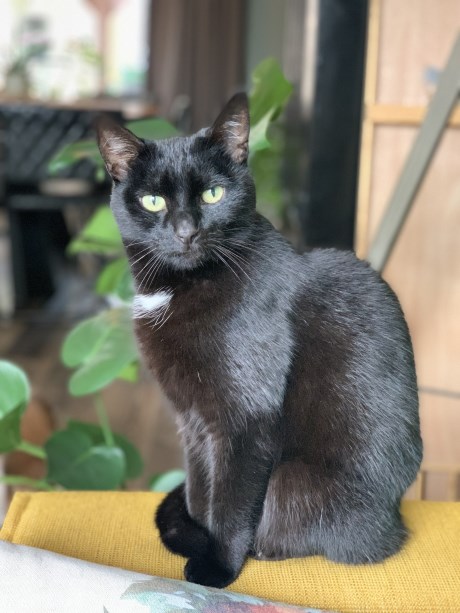 Kat Europese korthaar of huiskat