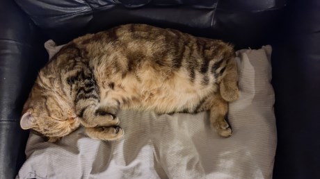 Kat Brits korthaar X