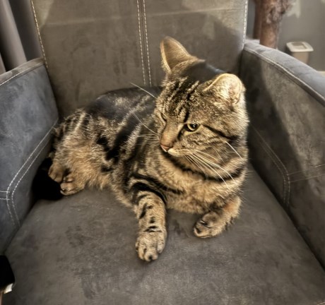 Kat Europese korthaar of huiskat