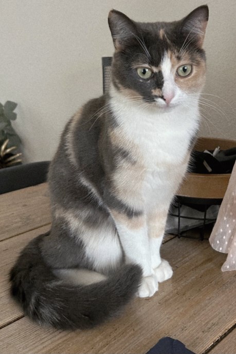 Kat Europese korthaar of huiskat