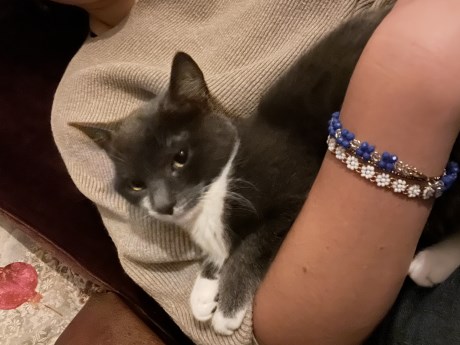 Kat Europese korthaar of huiskat