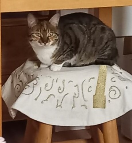 Kat Europese korthaar of huiskat