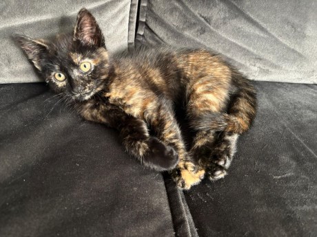 Kat Europese korthaar of huiskat