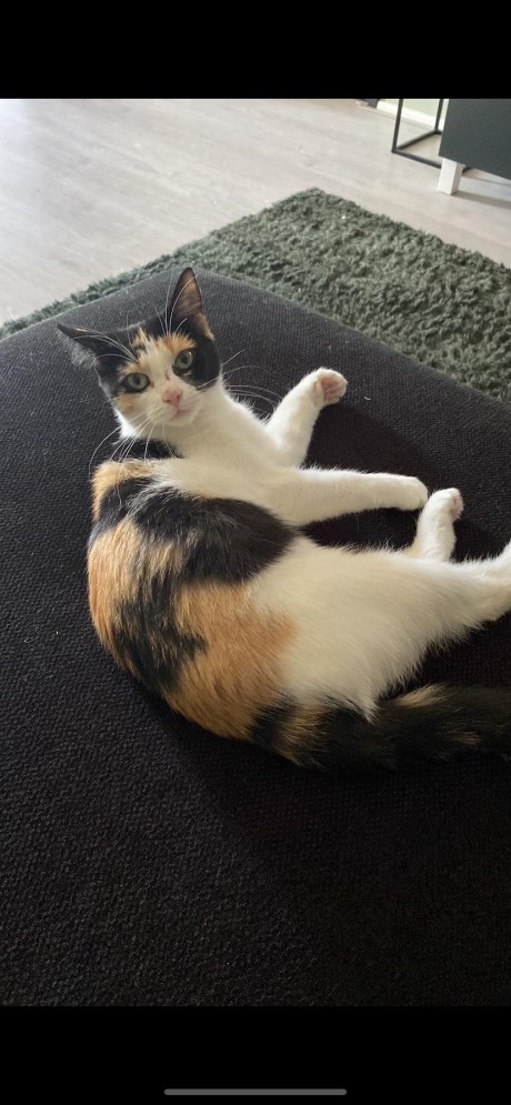 Kat Europese korthaar of huiskat