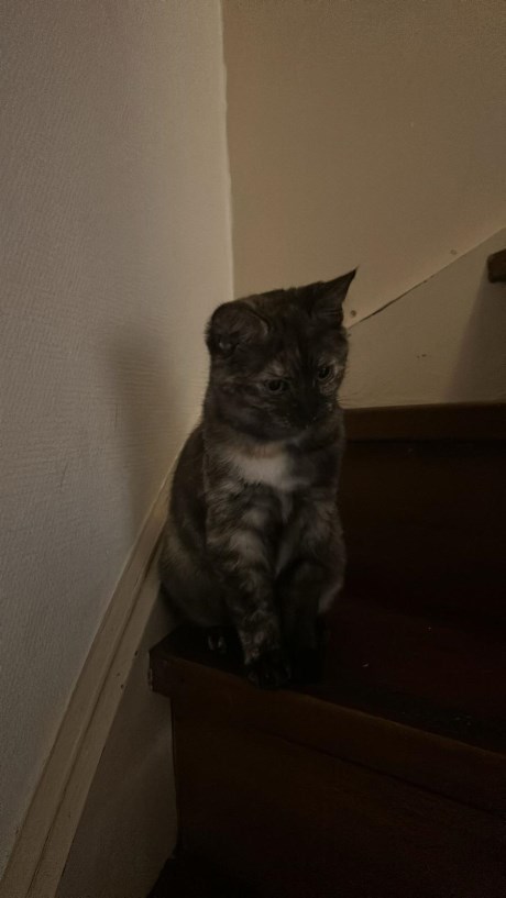 Kat Europese korthaar of huiskat