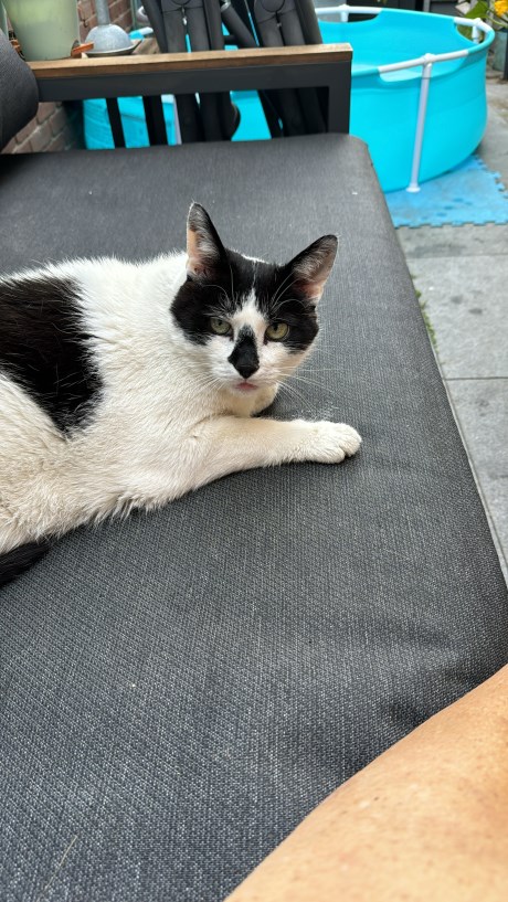 Kat Europese korthaar of huiskat