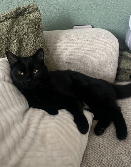 Kat Europese korthaar of huiskat