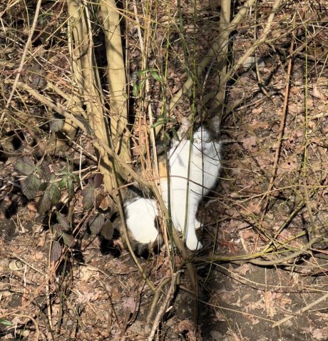 Kat Europese korthaar of huiskat