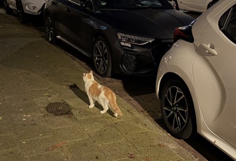 Kat Europese korthaar of huiskat