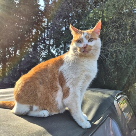 Kat Europese korthaar of huiskat