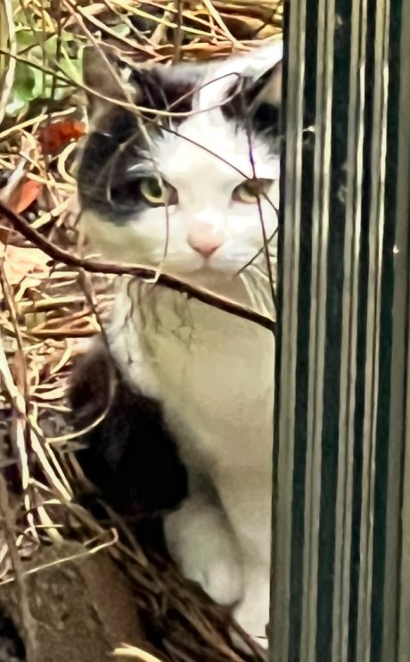 Kat Europese korthaar of huiskat