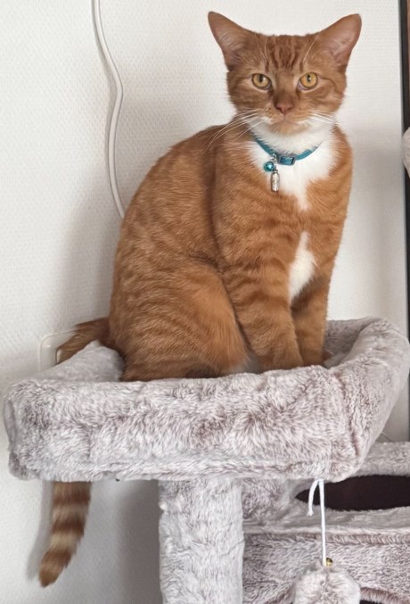 Kat Europese korthaar of huiskat