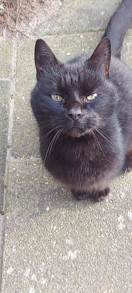 Kat Europese korthaar of huiskat