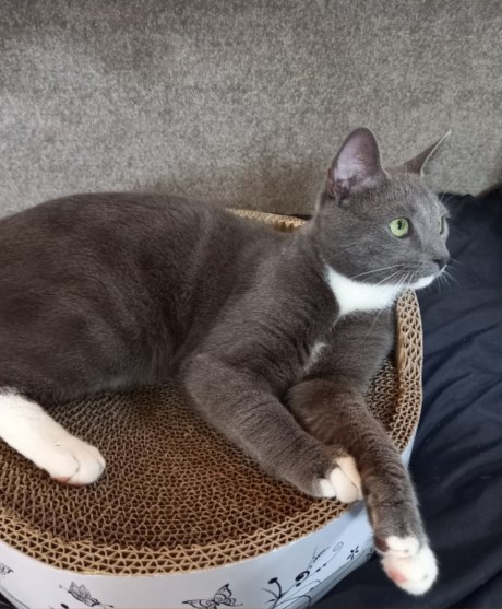 Kat Oosters korthaar X