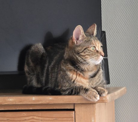 Kat Europese korthaar of huiskat