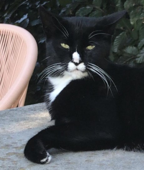 Kat Europese korthaar of huiskat