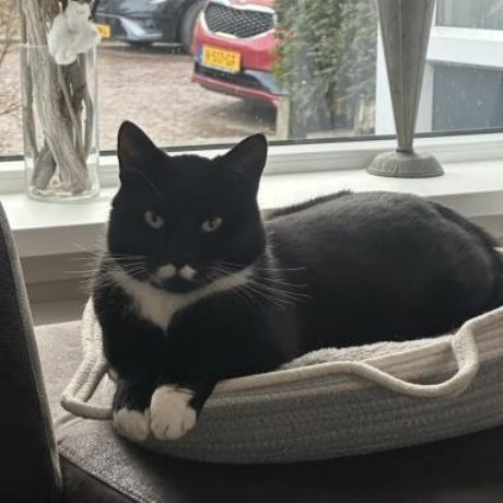 Kat Europese korthaar of huiskat