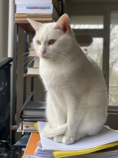 Kat Europese korthaar of huiskat