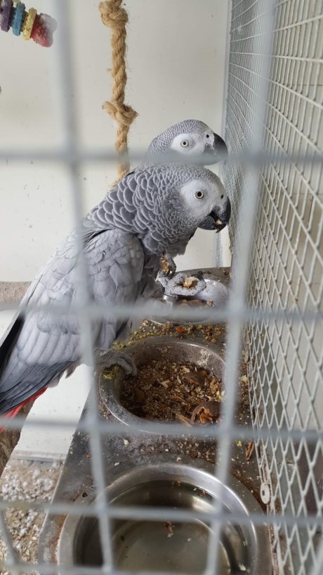 Vogel (Dwerg-)papegaai