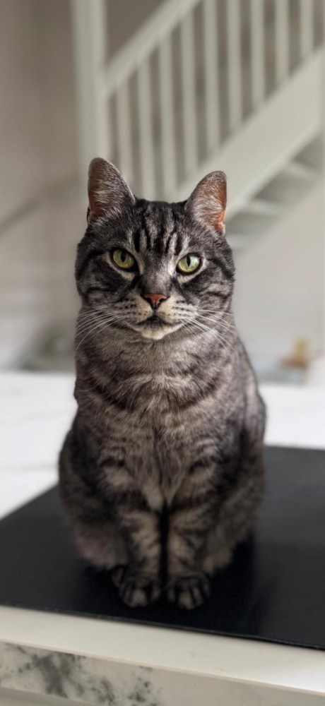 Kat Europese korthaar of huiskat