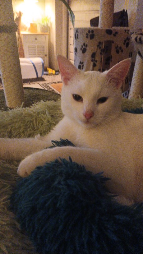 Kat Europese korthaar of huiskat