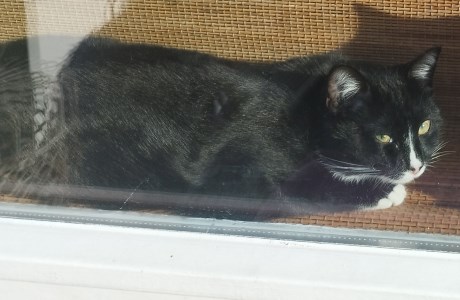 Kat Europese korthaar of huiskat