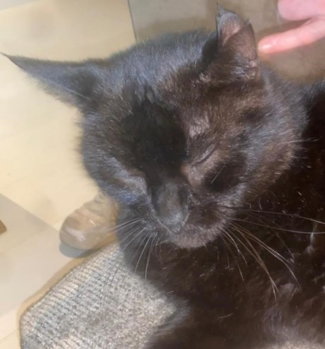 Kat Europese korthaar of huiskat